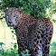 Leopard (Sri Lankan)