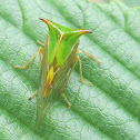 Buffalo Treehopper