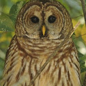 Barred Owl (Hoot Owl)