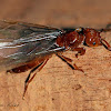 Winged Ant