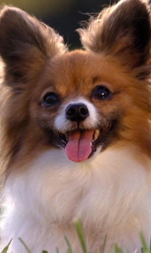 Papillons Dog Wallpapers
