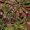 Anchusella variegata (Άγχουσα η ποικιλόχρωμη)