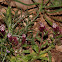 Anchusella variegata (Άγχουσα η ποικιλόχρωμη)