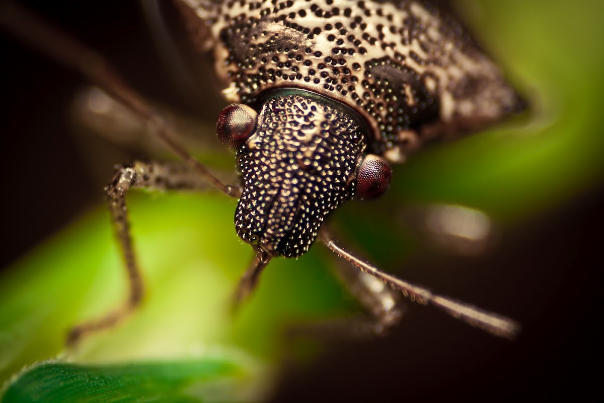 White Spotted Shield Bug