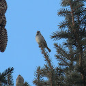 House sparrow