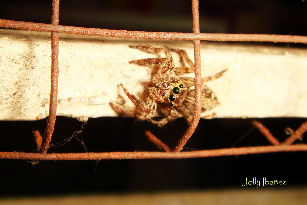 Pantropical Jumping Spider (Female)