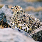 Rock Ptarmigan