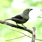 Palm tanager