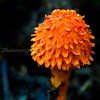 Scaly Tangerine Mushroom