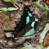 Green Banded Swallowtail