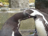ZOO Praha 13.10.2014