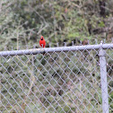 Northern Cardinal