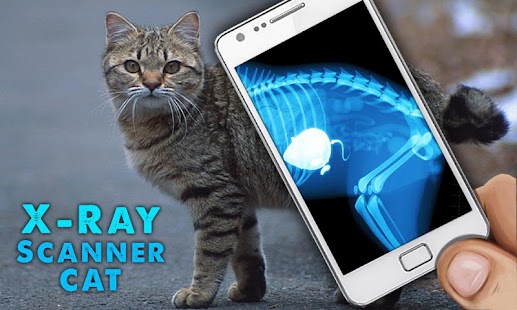 X射线扫描仪猫