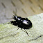 Black Beetle (Darkling)