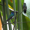 White necked Jacobin male and female