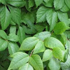 Virginia creeper/poison ivy