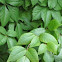 Virginia creeper/poison ivy