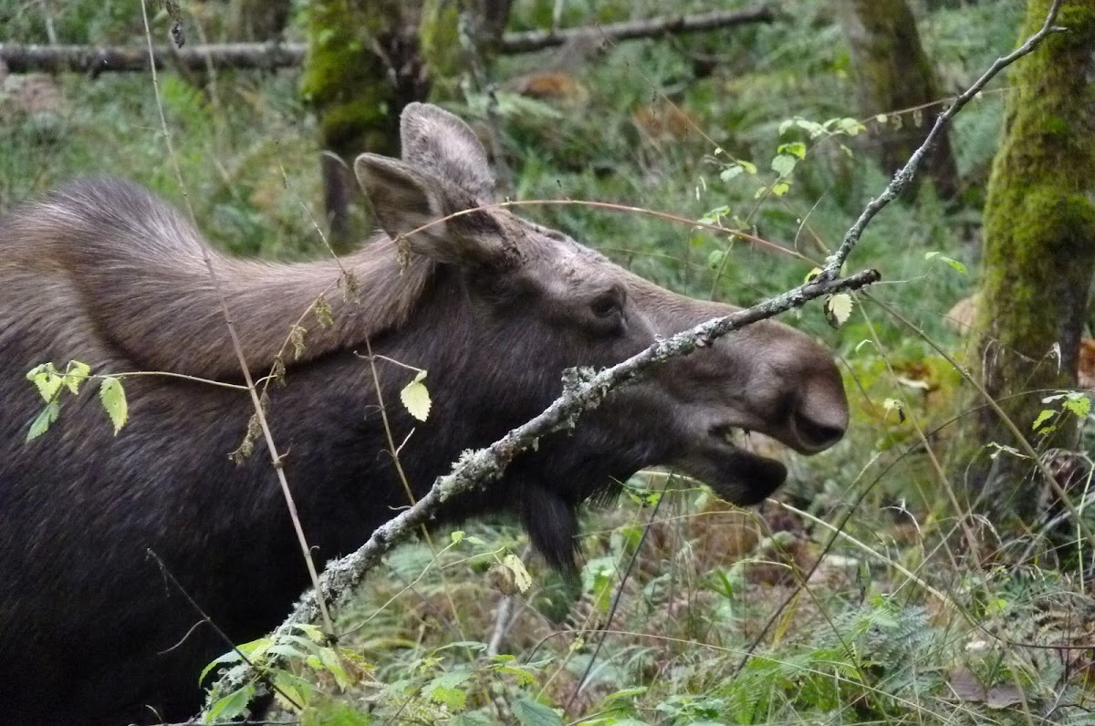 (Moose!) Alces alces