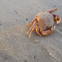 California rock crab