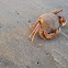 California rock crab