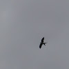 American Swallow-tailed Kite