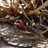 Red and black spider