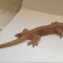 Gecko