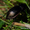 European Ground beetle