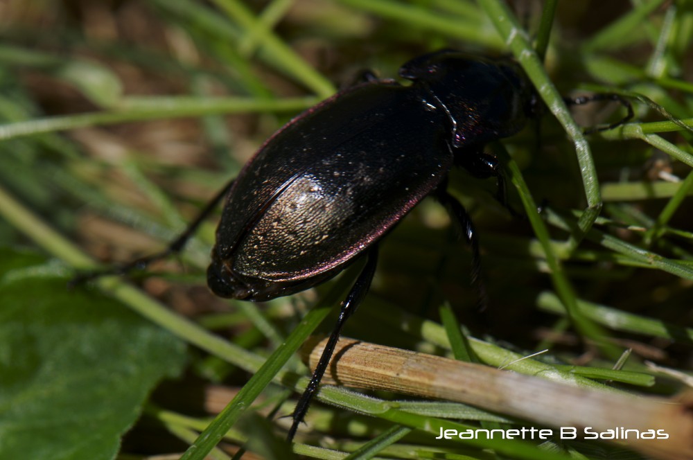 European Ground beetle