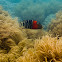 Redbreasted Maori Wrasse