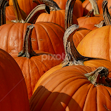 Pumpkin Batch by Robin Amaral -  