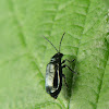 Alder flea beetle
