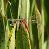 Needham's Skimmer Dragonfly