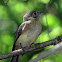 Whiskered Flycatcher