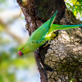 Green Parrot by Raj Nandi - Animals Birds