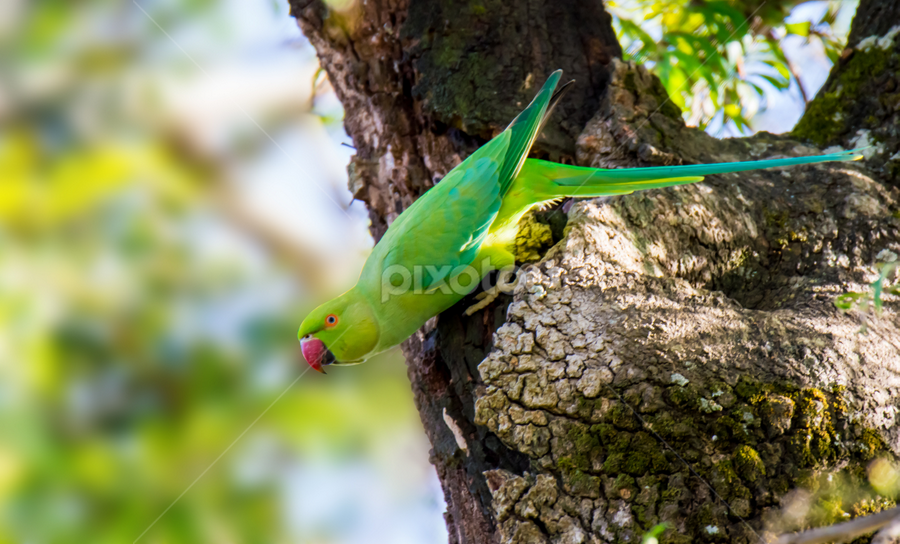 Green Parrot by Raj Nandi - Animals Birds