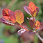 Royal Purple Smoketree