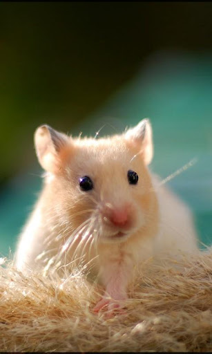 Hamster Wallpapers