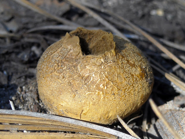 Common Earthball | Project Noah