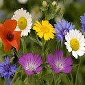 3D flower 67