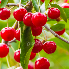 by Abdelmoumen Taoutaou - Nature Up Close Gardens & Produce