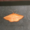 Thyrididae Moth