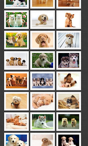 免費下載攝影APP|Wallpapers de Cachorros app開箱文|APP開箱王