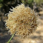 Bamboo Flower