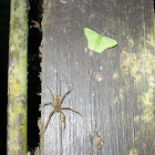 Emerald Moth + Spider