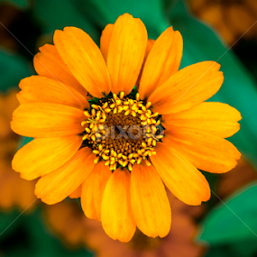 exhilarating by Yu Tsumura - Flowers Single Flower