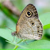 common-five-ring Butterfly