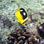 Fourspot butterfly fish