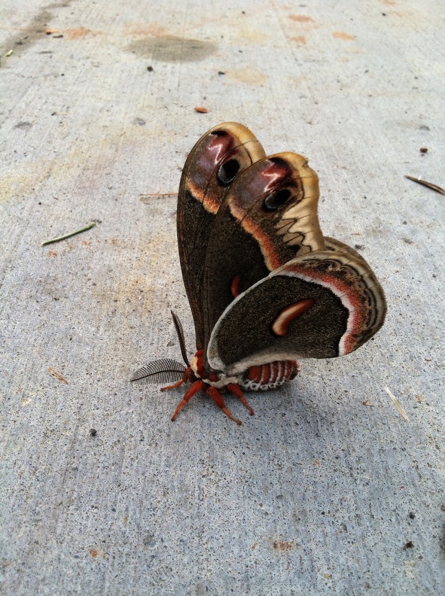 Cecropia Silkmoth