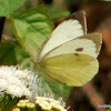 Nepalese Large Cabbage White